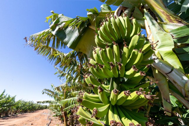 Lažna banana: Biljka koja može da nahrani 100 miliona ljudi i spase èoveèanstvo gladi